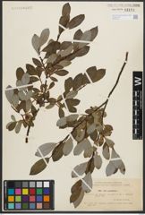 Foto von Salix phylicifolia L.